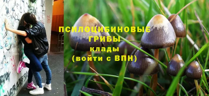 Псилоцибиновые грибы Psilocybe  Всеволожск 